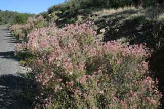 Plant Image