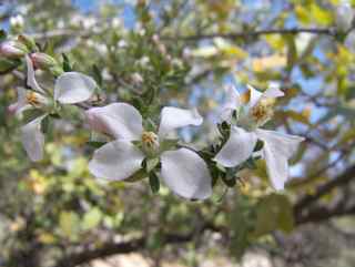 Plant Image