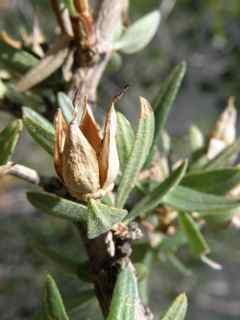 Plant Image