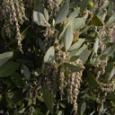 Plant Image