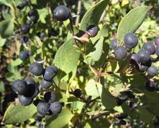 Plant Image