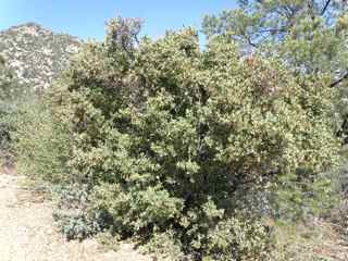 Plant image