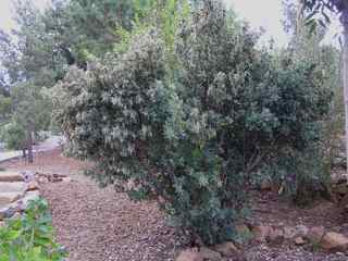 Plant Image