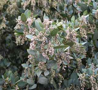 Plant Image