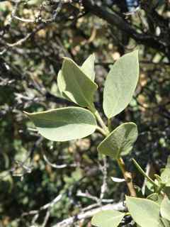 Plant Image