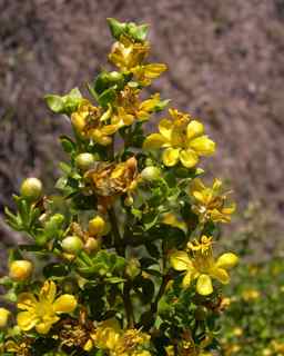 Plant Image
