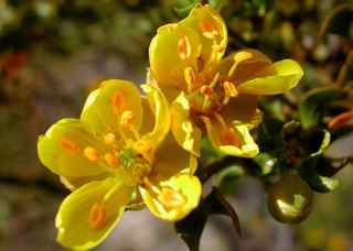 Plant Image