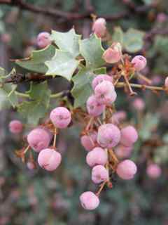 Plant Image