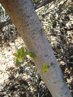 Plant Image
