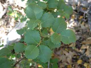 Plant Image