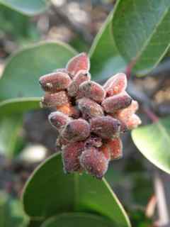 Plant Image