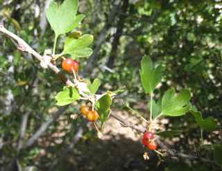 Plant Image