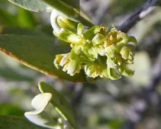 Plant Image