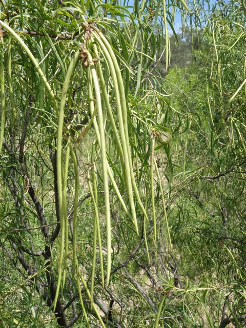 Plant image