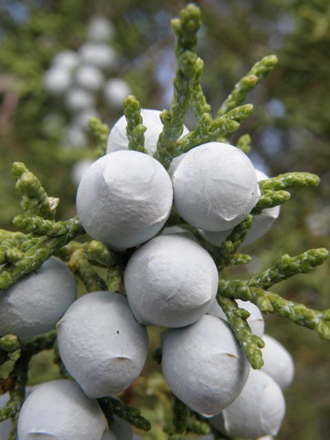 Plant image