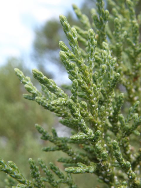 Plant image