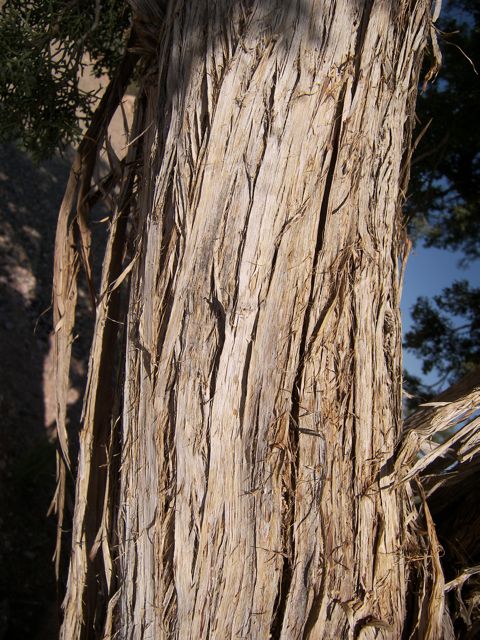 Plant image