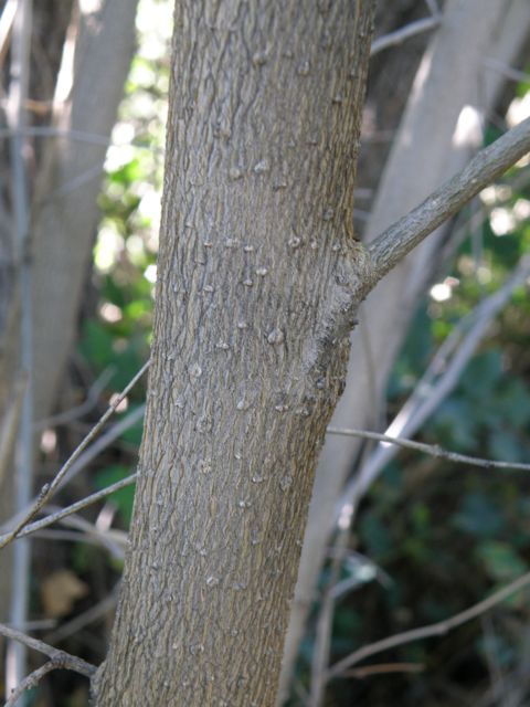 Plant image