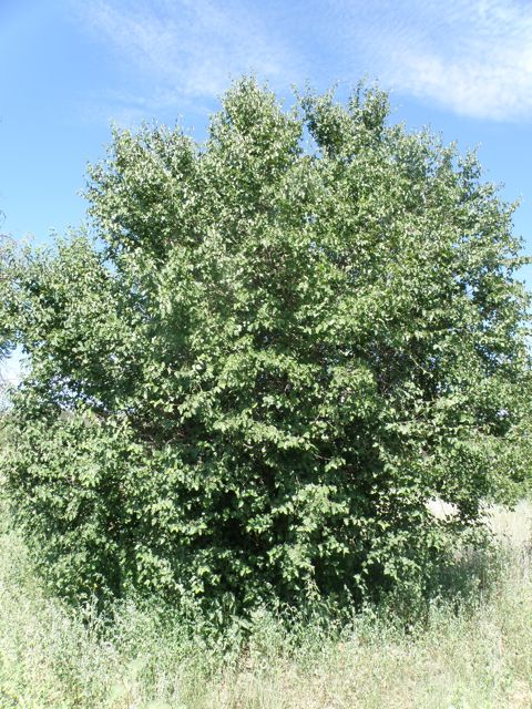 Plant image