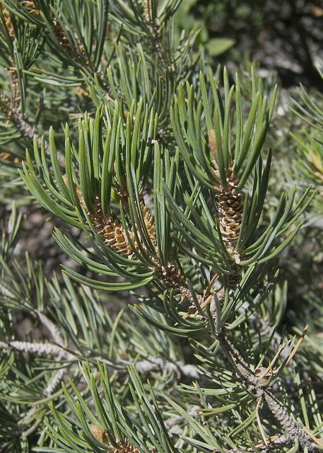 Plant image