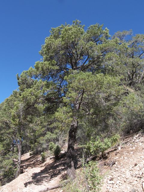Plant image