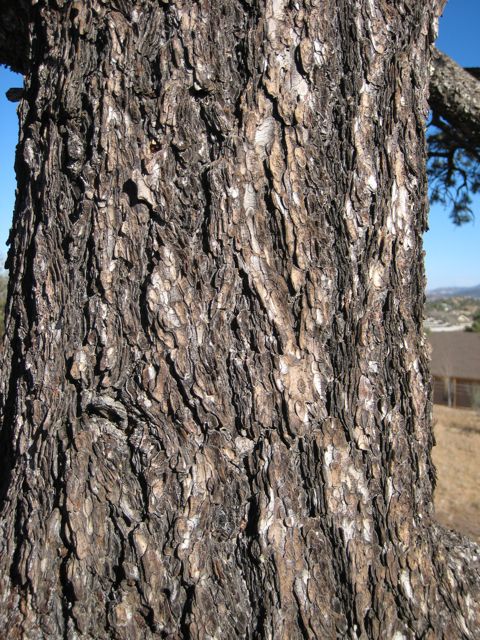 Plant image