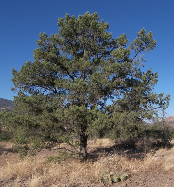 Plant image