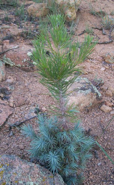 Plant image