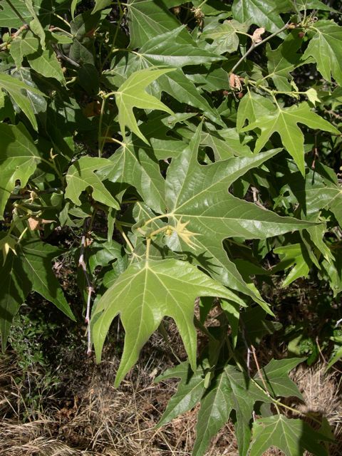 Plant image