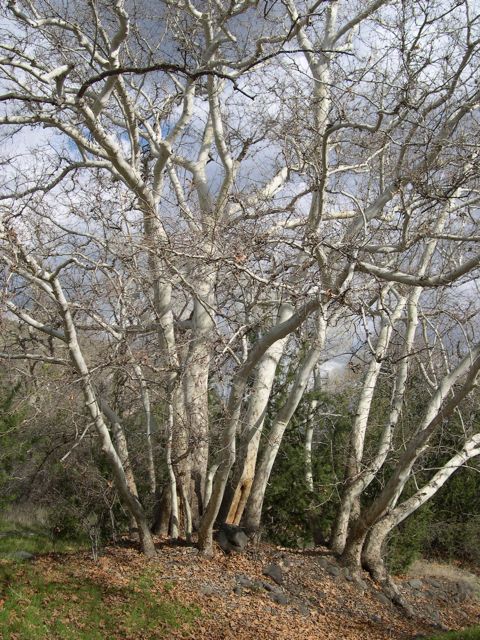 Plant image