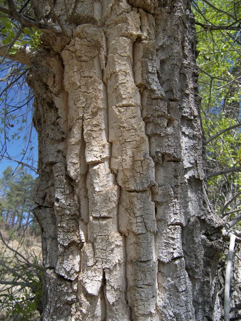 Plant image