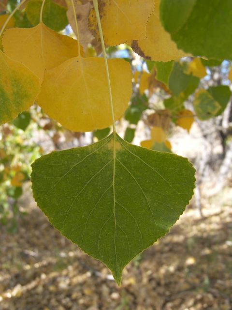 Plant image