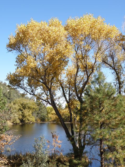 Plant image