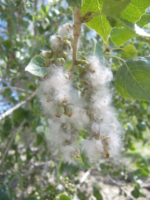 Plant image