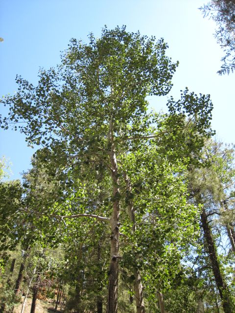 Plant image