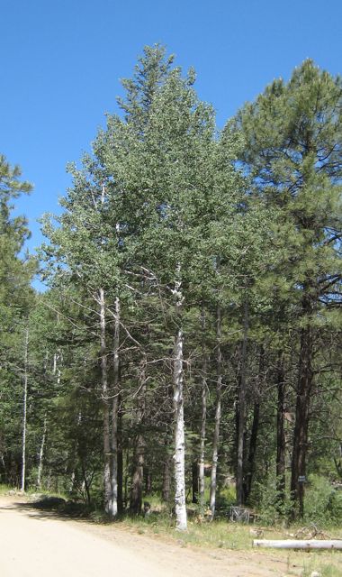 Plant image
