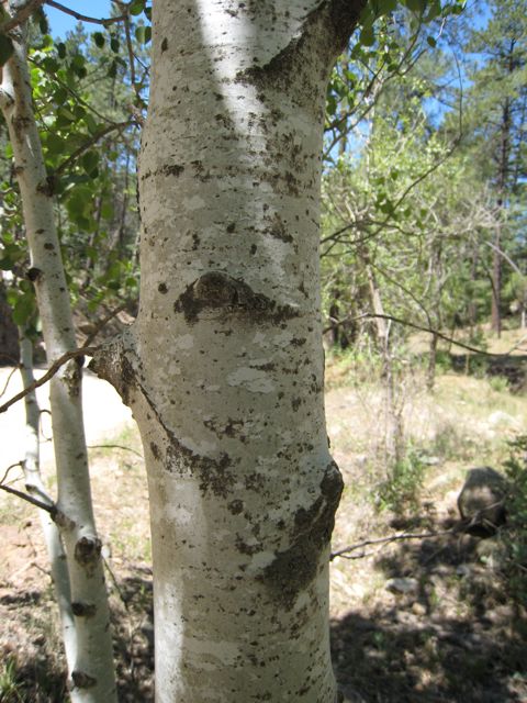 Plant image