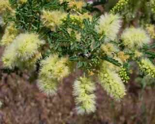 Plant Image