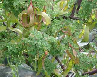 Plant Image