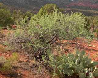 Plant image