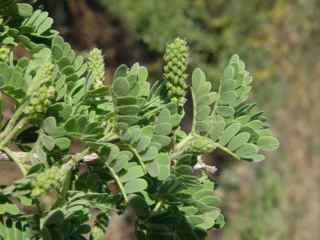 Plant Image