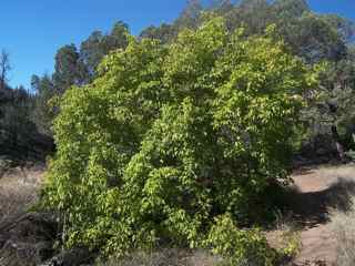 Plant image