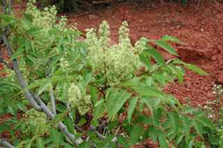 Plant Image