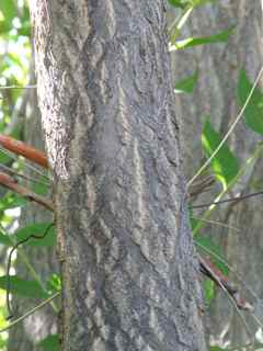 Plant Image