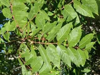 Plant Image