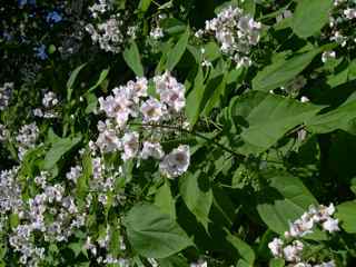 Plant Image