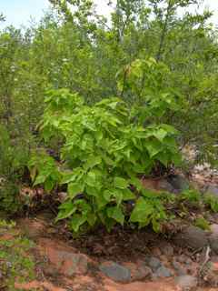 Plant Image