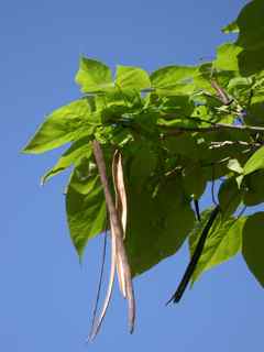 Plant Image