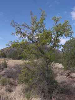 Plant Image