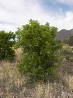 Plant Image